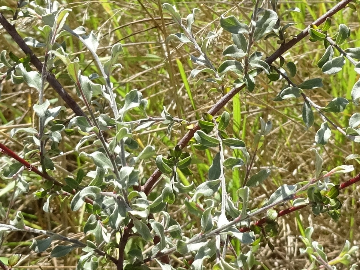 Salix repens subsp. repens var. repens (Salicaceae)
